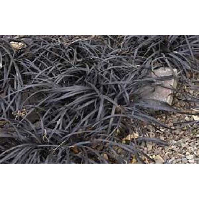 OPHIOPOGON planisca Minor