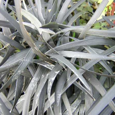 OPHIOPOGON planisca Nigrescens
