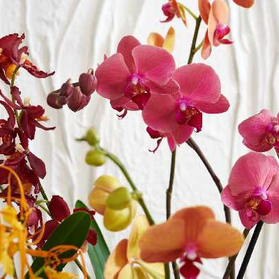 ORCHIDEES