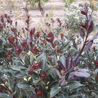 OSMANTHUS heterophyllus Purpureus
