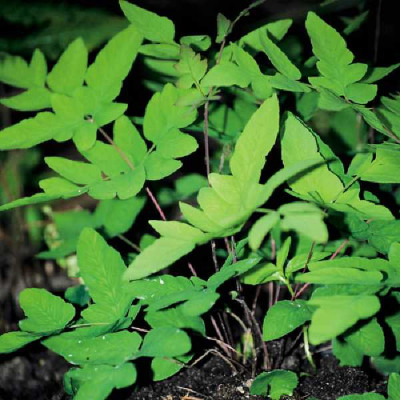 OSMUNDA regalis Purpurascens