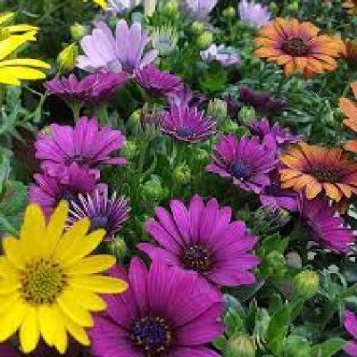 OSTEOSPERMUM