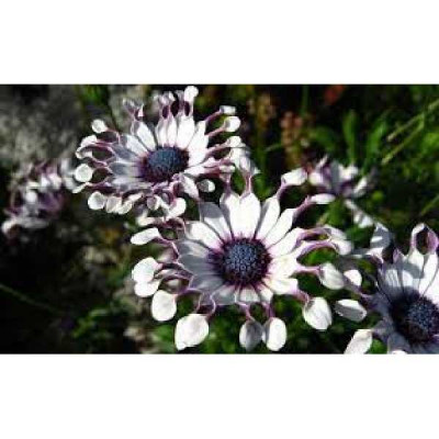 OSTEOSPERMUM  Spatule