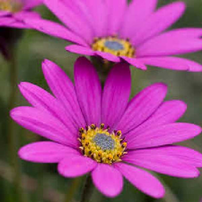OSTEOSPERMUM  In the pink
