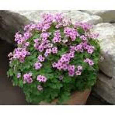 OXALIS  articulata Pink pillow