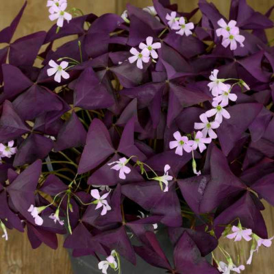 OXALIS  Burgundy wine