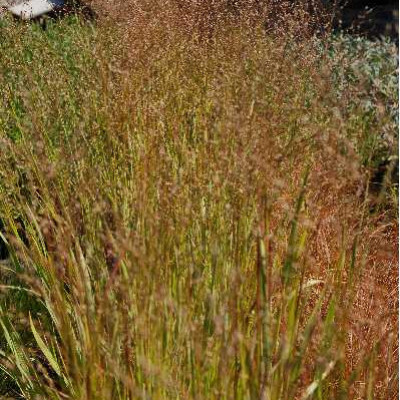 PANICUM virgatum Heavy metal