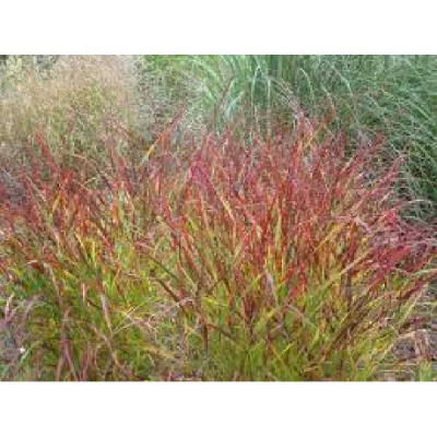 PANICUM virgatum Rehbraun