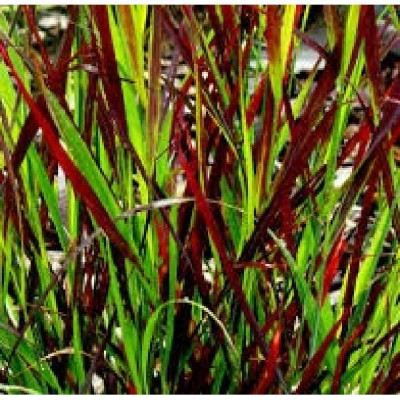 PANICUM virgatum Sangria®