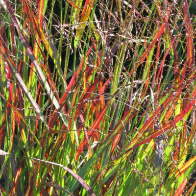 PANICUM virgatum Shenandoah