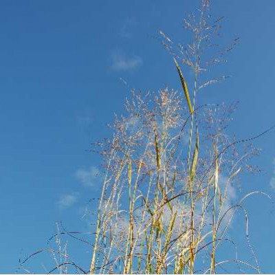PANICUM virgatum Warrior