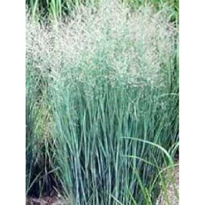 PANICUM virgatum Prairie sky