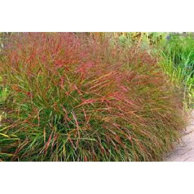 PANICUM virgatum Rotstrahlbusch (hanse herm