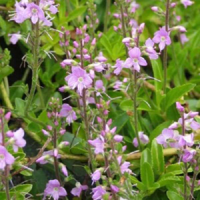 PARAHEBE kenty pink