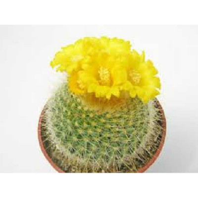 PARODIA