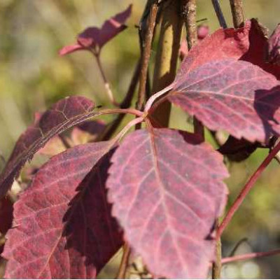 PARTHENOCISSUS quinquefolia