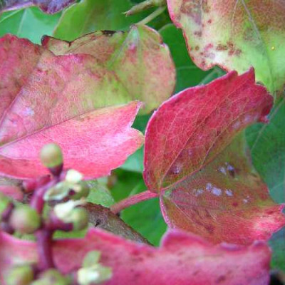 PARTHENOCISSUS tricuspidata Robusta