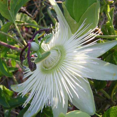 PASSIFLORA caerulea Constante elliot