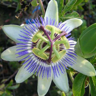 PASSIFLORA caerulea