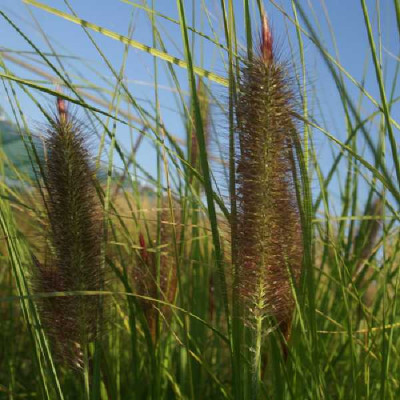 PENNISETUM alopecuroides (compressum) Géant d'argouat