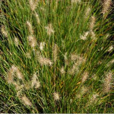 PENNISETUM alopecuroides (compressum) Little bunny