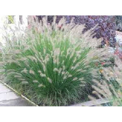 PENNISETUM alopecuroides (compressum) Hameln