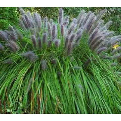 PENNISETUM alopecuroides (compressum) Moudry