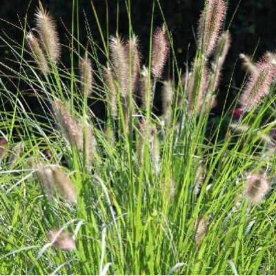 PENNISETUM alopecuroides (compressum)