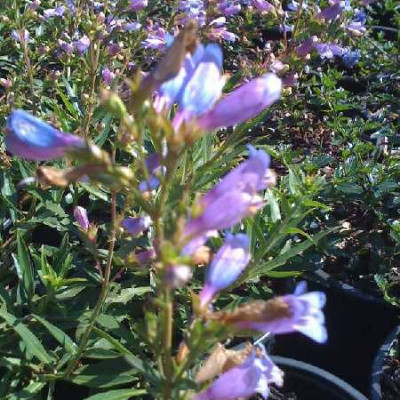 PENSTEMON  Catherine de la mare