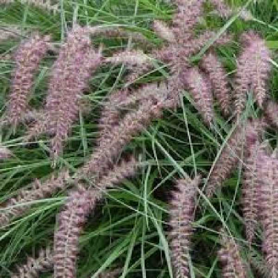 PENNISETUM orientale Flamingo