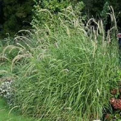 PENNISETUM orientale Tall tails