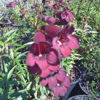 PENSTEMON  Purple passion