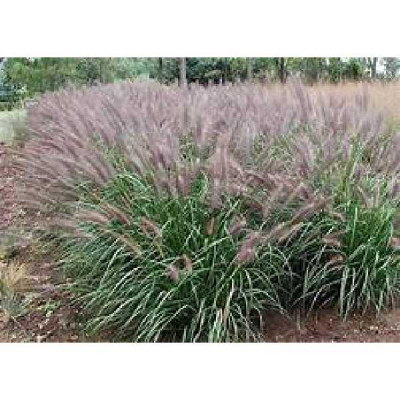 PENNISETUM red head