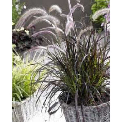 PENNISETUM rubrum Summer samba