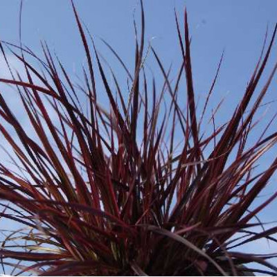 PENNISETUM rubrum Fireworks