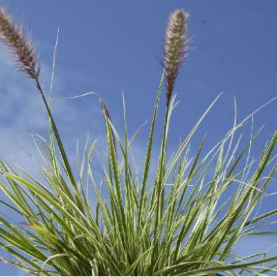 PENNISETUM rubrum Skyrocket