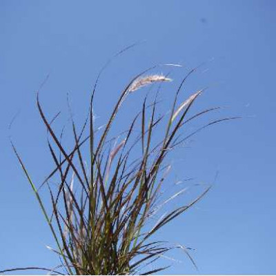 PENNISETUM setaceum Rubrum