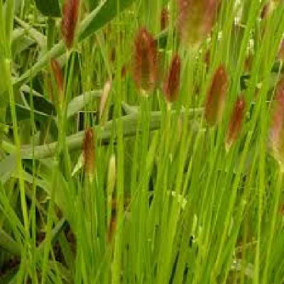 PENNISETUM thumbergii messiacum Red buttons