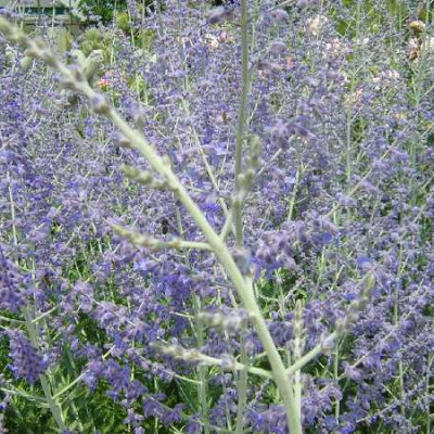 PEROVSKIA atriplicifolia Blue spire