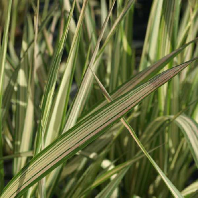 PHALARIS arundinacea Feesey