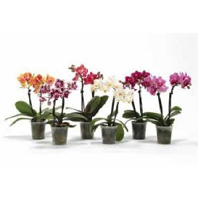 PHALENOPSIS MINI   2 branches