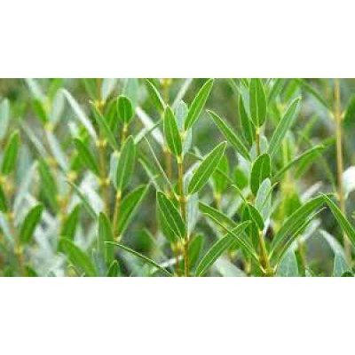 PHILLYREA angustifolia Green up