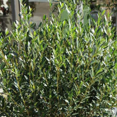 PHILLYREA angustifolia Rosmarinifolia