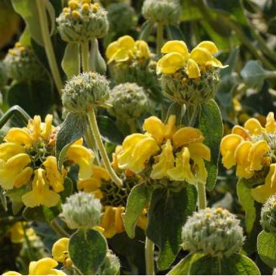 PHLOMIS fruticosa Bourgaei