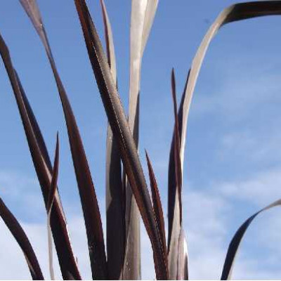 PHORMIUM  Black adder®