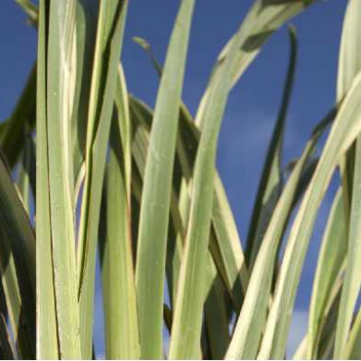 PHORMIUM cookianum Tricolor