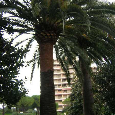 PHOENIX canariensis