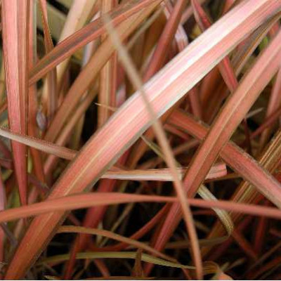 PHORMIUM  Evening glow