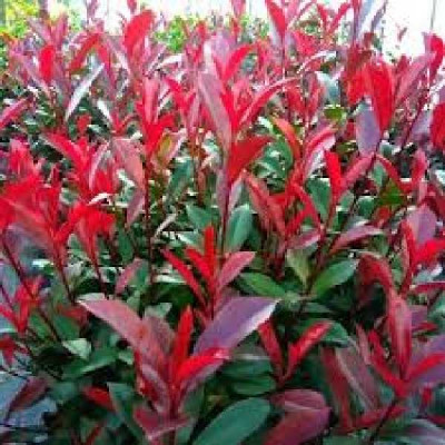 PHOTINIA fraseri Carre rouge
