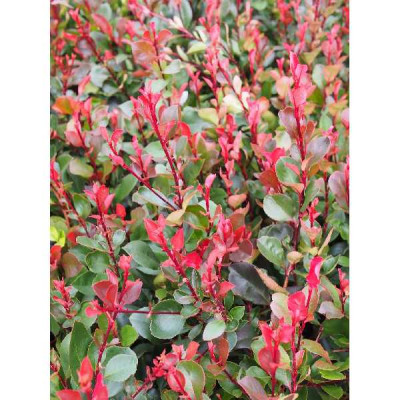 PHOTINIA fraseri Little red robin